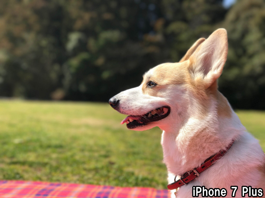 f:id:kyan-ta:20170315111626j:plain