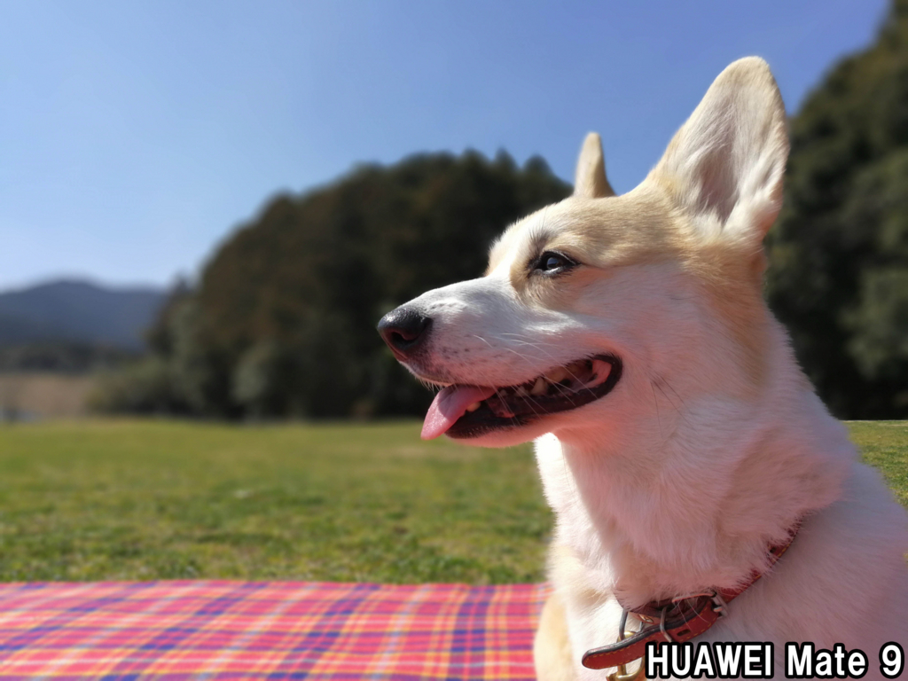 f:id:kyan-ta:20170315111737j:plain