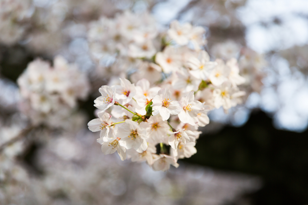 f:id:kyan-ta:20170411082828j:plain