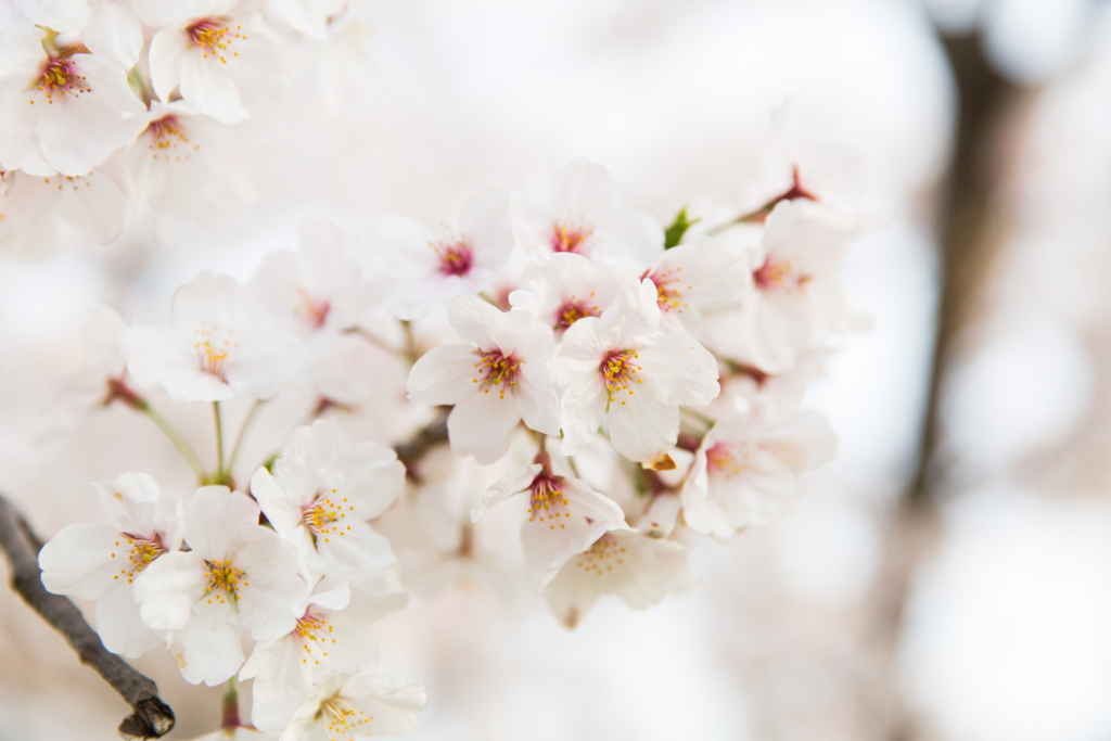 f:id:kyan-ta:20170411082906j:plain