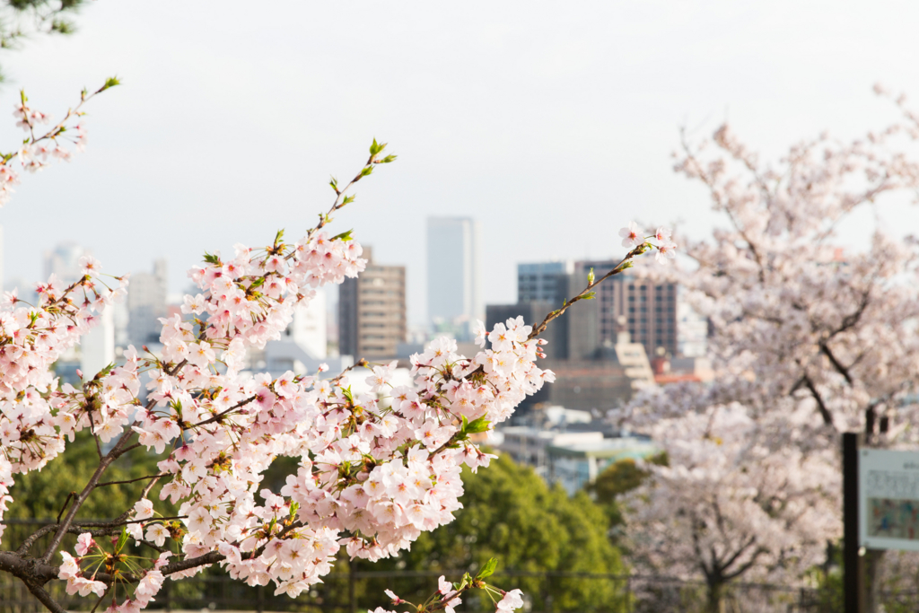 f:id:kyan-ta:20170411082941j:plain