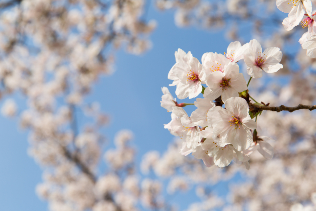 f:id:kyan-ta:20170411083045j:plain