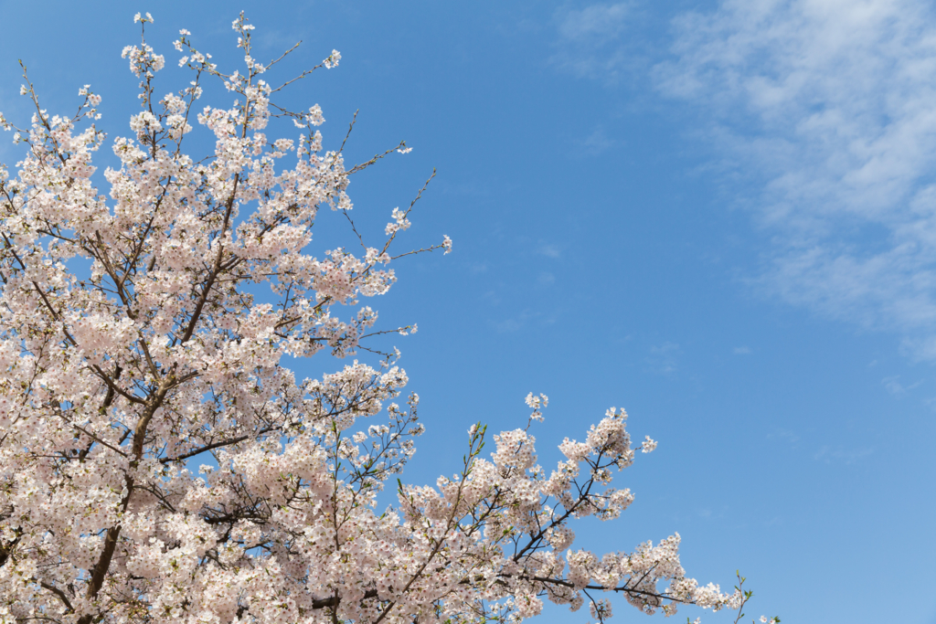 f:id:kyan-ta:20170411083122j:plain