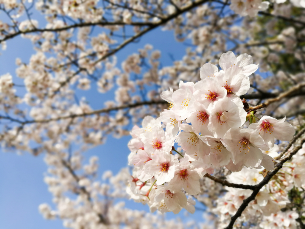 f:id:kyan-ta:20170411083425j:plain