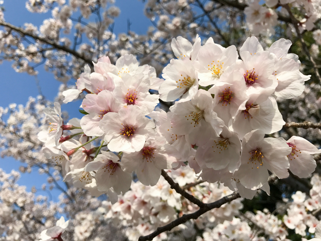 f:id:kyan-ta:20170411083538j:plain