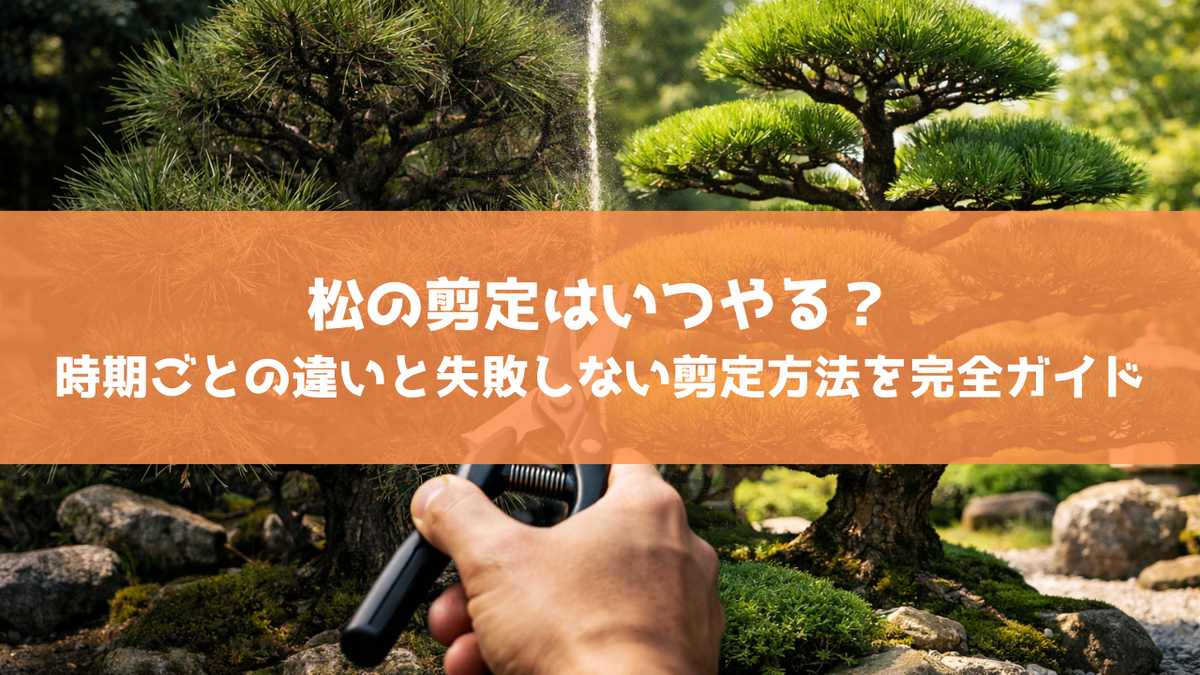 松の剪定はいつやる？時期ごとの違いと失敗しない剪定方法を完全ガイド - 気まぐれブックマーク