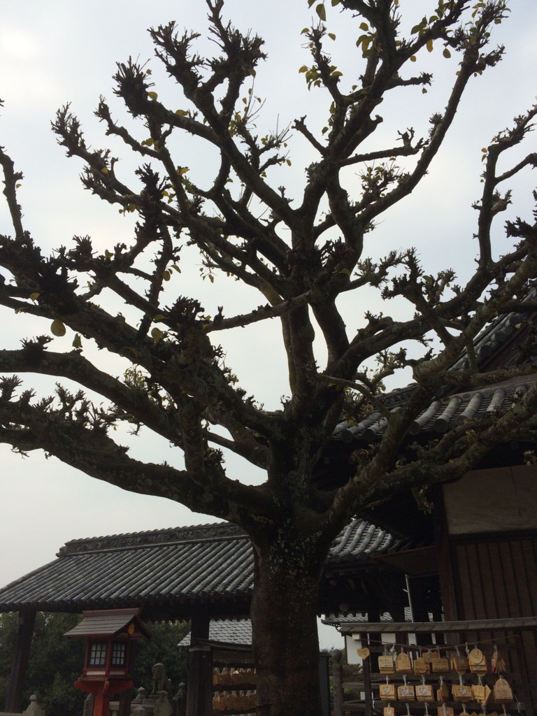 f:id:kyantaro:20150329112241j:plain