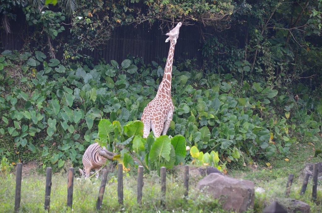 マレーシア国立動物園 18 02 17 その3 サバンナ かわうそ 正門 けもの巡礼紀行