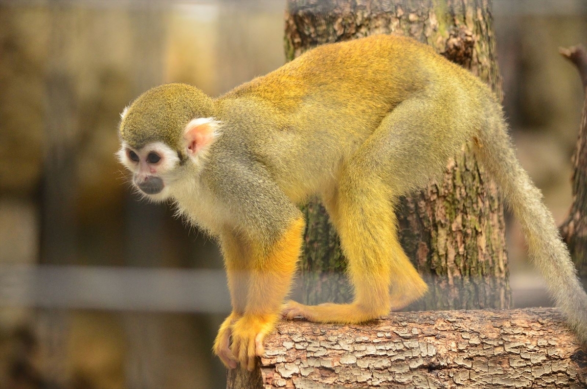 江戸川区自然動物公園 19 04 25 その2 けもの巡礼紀行