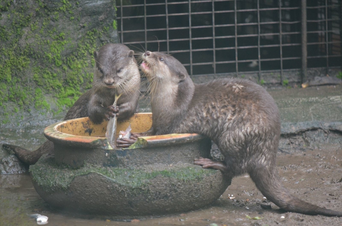 f:id:kyarafuki33:20190604011531j:plain