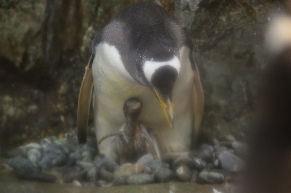f:id:kyarafuki33:20190629213514j:plain f:id:kyarafuki33:20190629213514j:plain
