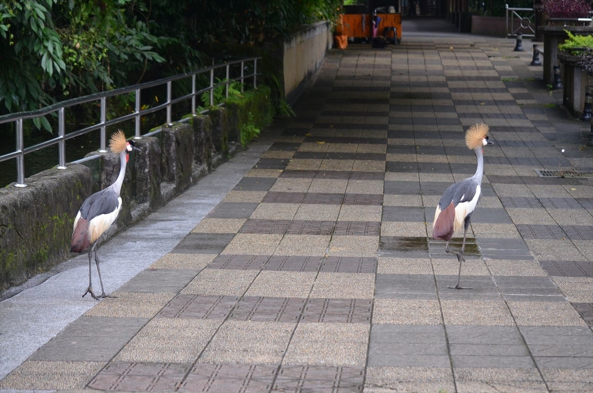 f:id:kyarafuki33:20190719211238j:plain