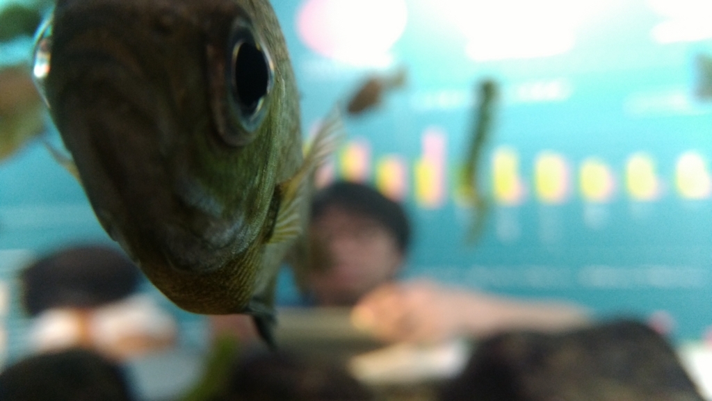 f:id:kyashawamura:20170716232533j:plain f:id:kyashawamura:20170716232533j:plain