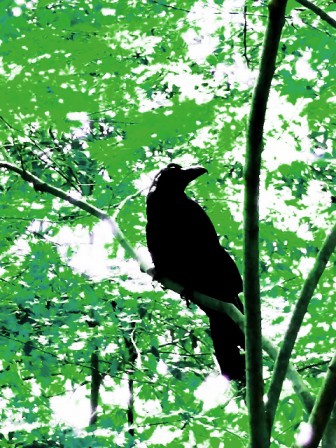カラスこのやろう きゃとらばのどうしようもないブログ 男子の育児 カラスこのやろう きゃとらばのどうしようもないブログ 男子の育児