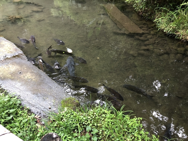 f:id:kyelly:20190818164152j:plain f:id:kyelly:20190818164152j:plain