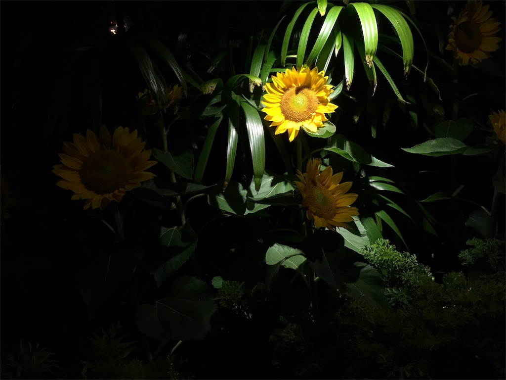 f:id:kygs731:20180303010126j:image f:id:kygs731:20180303010126j:image