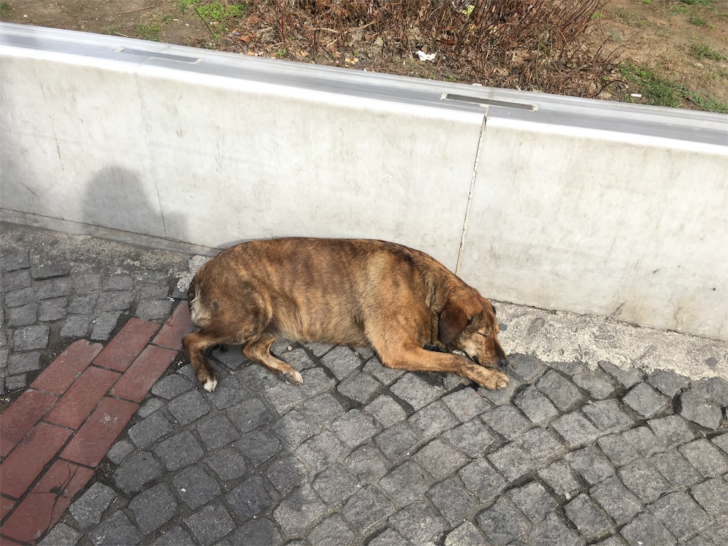 f:id:kygs731:20200221011335j:image f:id:kygs731:20200221011335j:image