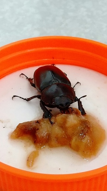 クワガタ 烏兎匆匆 うとそうそう
