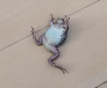 カエル 寝ます 烏兎匆匆 うとそうそう カエル 寝ます 烏兎匆匆 うとそうそう