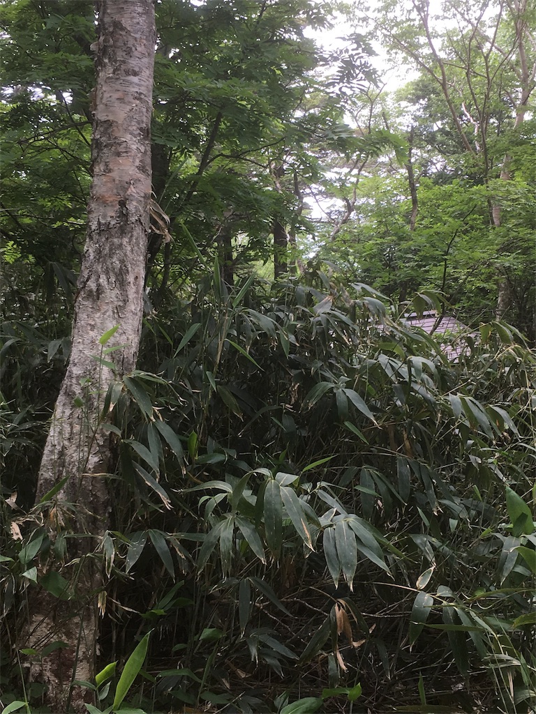 f:id:kylemagi:20180630084315j:image f:id:kylemagi:20180630084315j:image