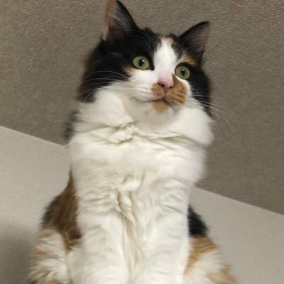 f:id:kyo-3_nk:20190810110857j:image f:id:kyo-3_nk:20190810110857j:image