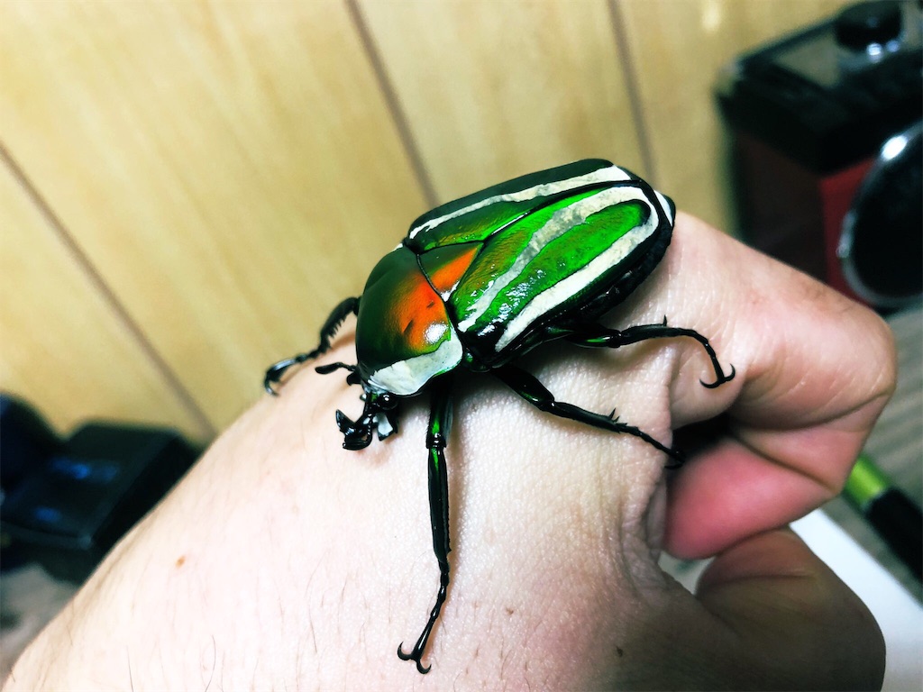 f:id:kyo-hph-mt120300:20190616101650j:image f:id:kyo-hph-mt120300:20190616101650j:image