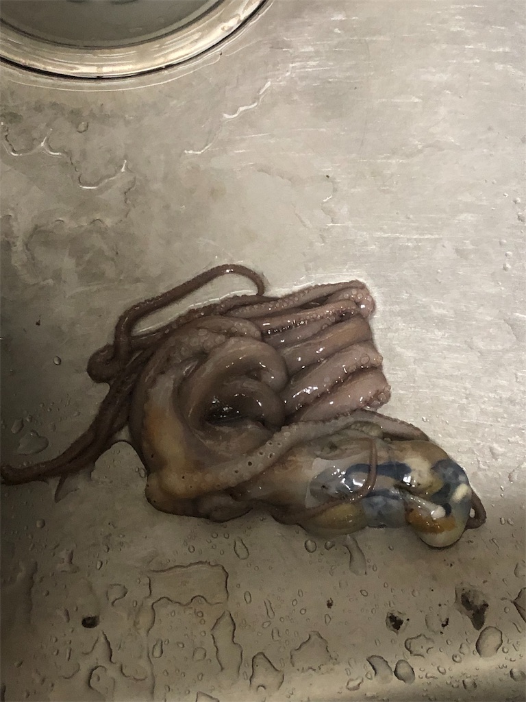 f:id:kyo-hph-mt120300:20190616223417j:image f:id:kyo-hph-mt120300:20190616223417j:image