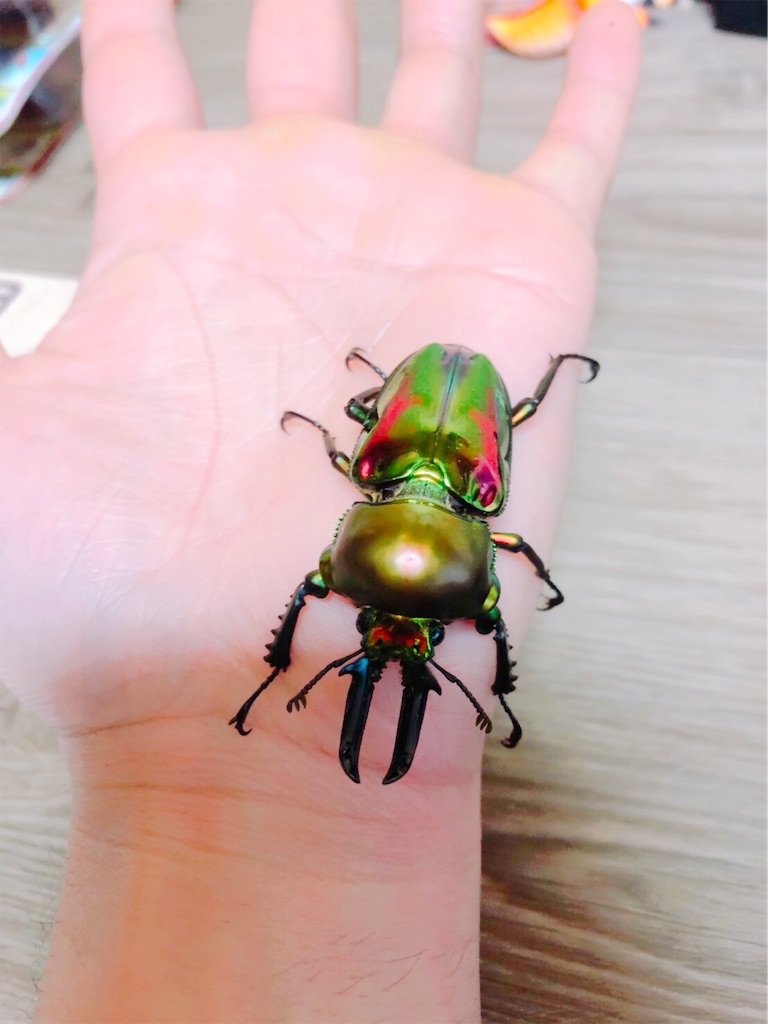 f:id:kyo-hph-mt120300:20190626221404j:image f:id:kyo-hph-mt120300:20190626221404j:image