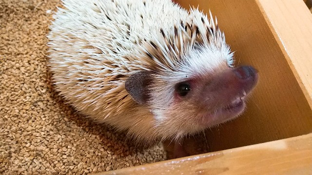 f:id:kyo_collie:20190707114303j:plain:w450 f:id:kyo_collie:20190707114303j:plain:w450