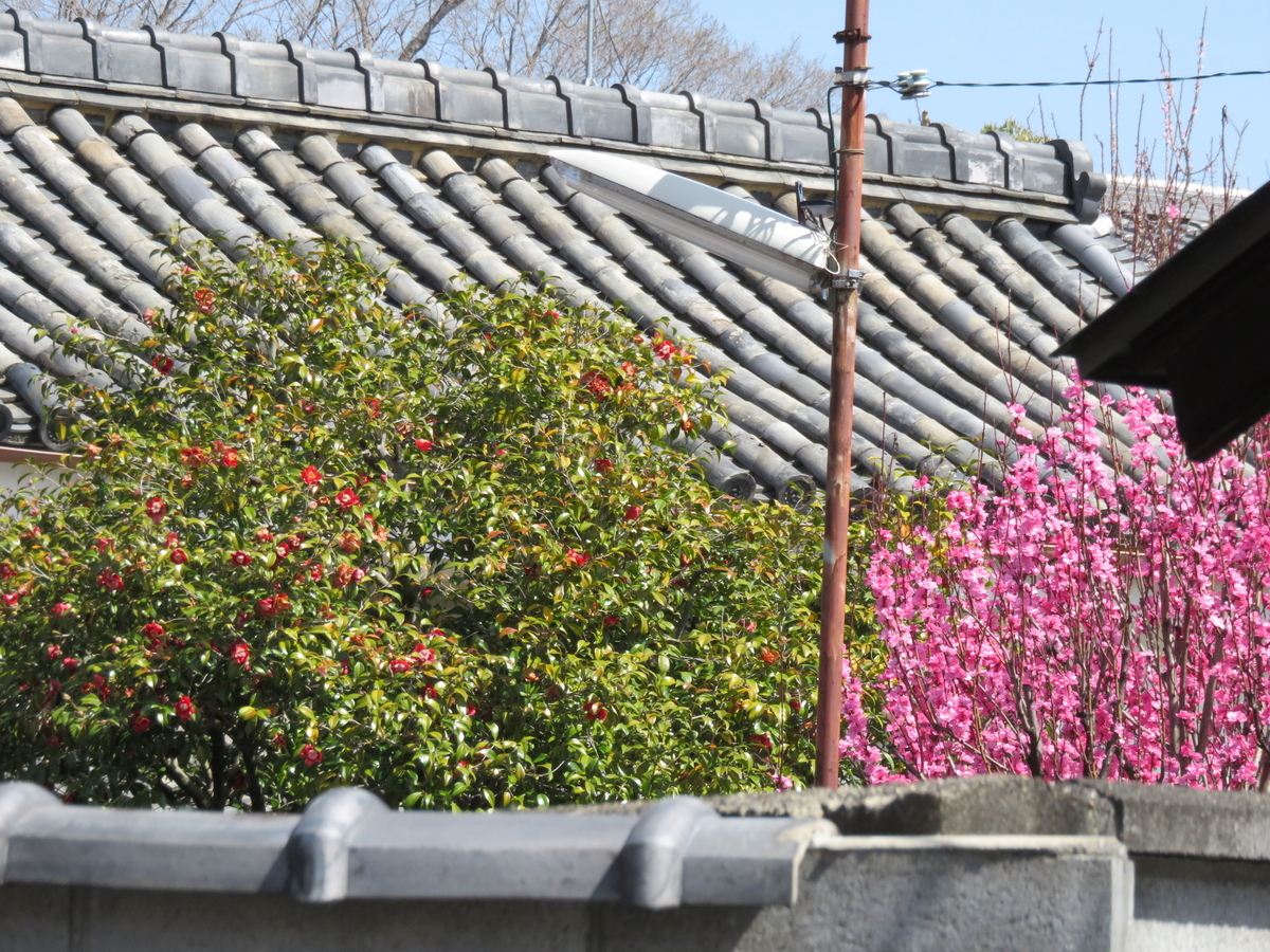 人形と銘椿で知られる百々御所「宝鏡寺」 - 京で椿を楽しむセカンドライフ