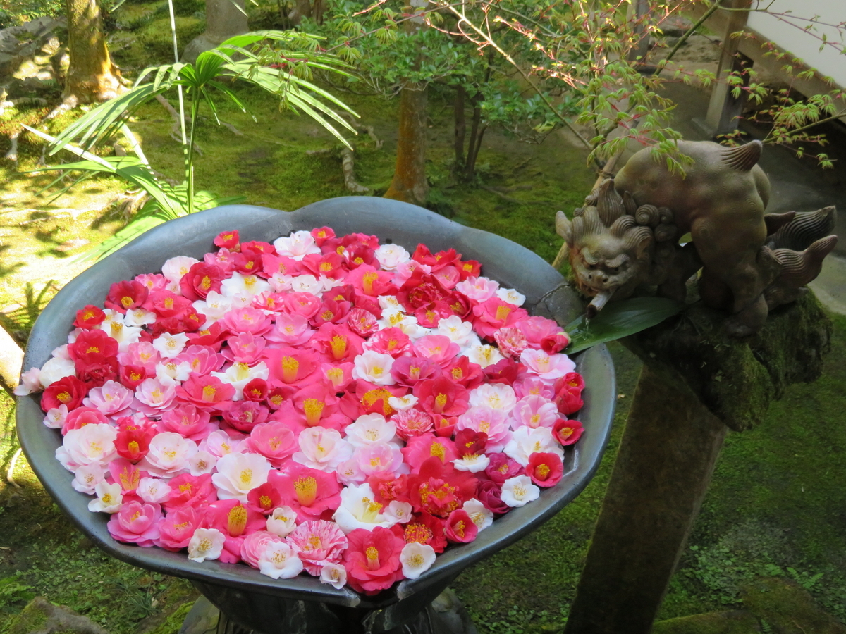 法然院の銘椿「五色散り椿」「貴椿」「花笠」を見る - 京で椿を楽しむ