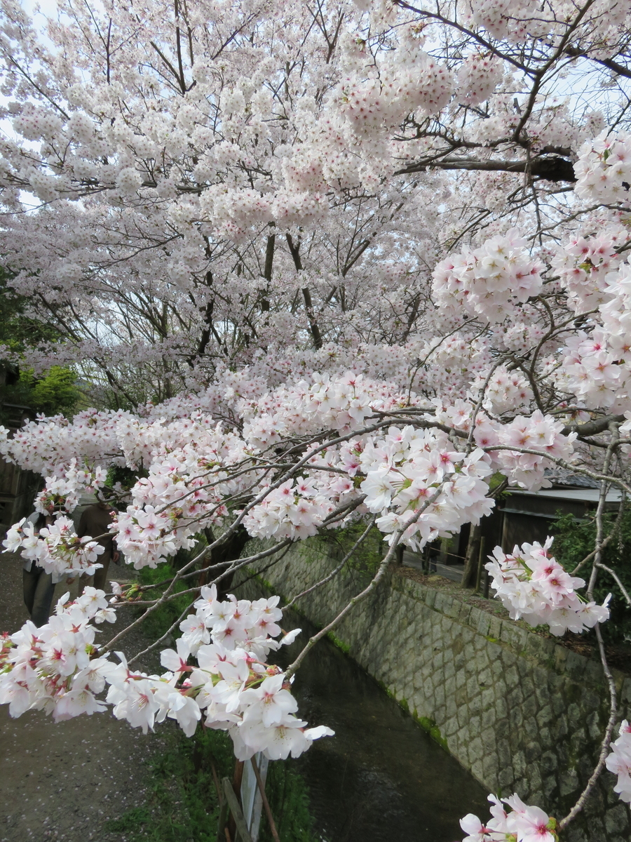 法然院の銘椿「五色散り椿」「貴椿」「花笠」を見る - 京で椿を楽しむ