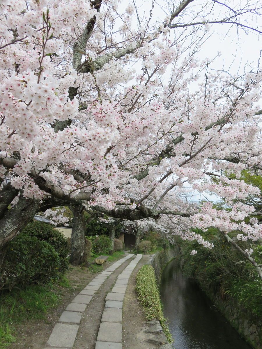 椿で飾った「狛ねずみ」～桜満開の哲学の道沿いの大豊神社 - 京で椿を