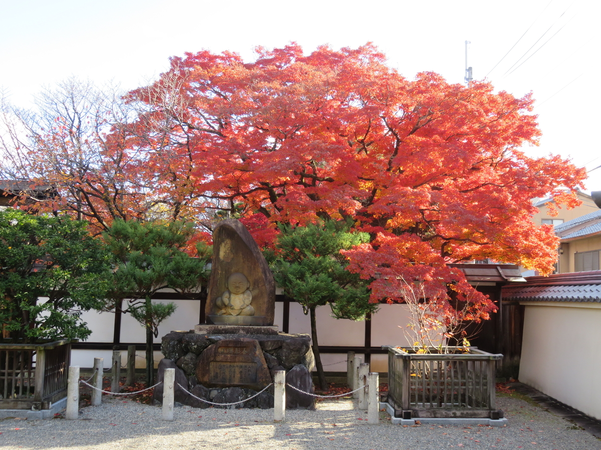 人形と銘椿で知られる百々御所「宝鏡寺」 - 京で椿を楽しむセカンドライフ