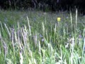 バイカル湖畔の野の花