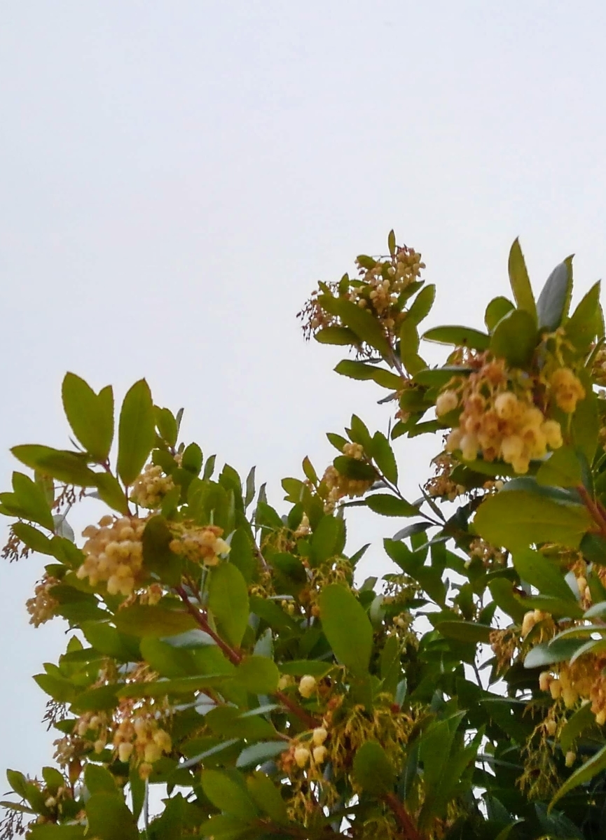 f:id:kyoko0915:20201107224318j:plain f:id:kyoko0915:20201107224318j:plain
