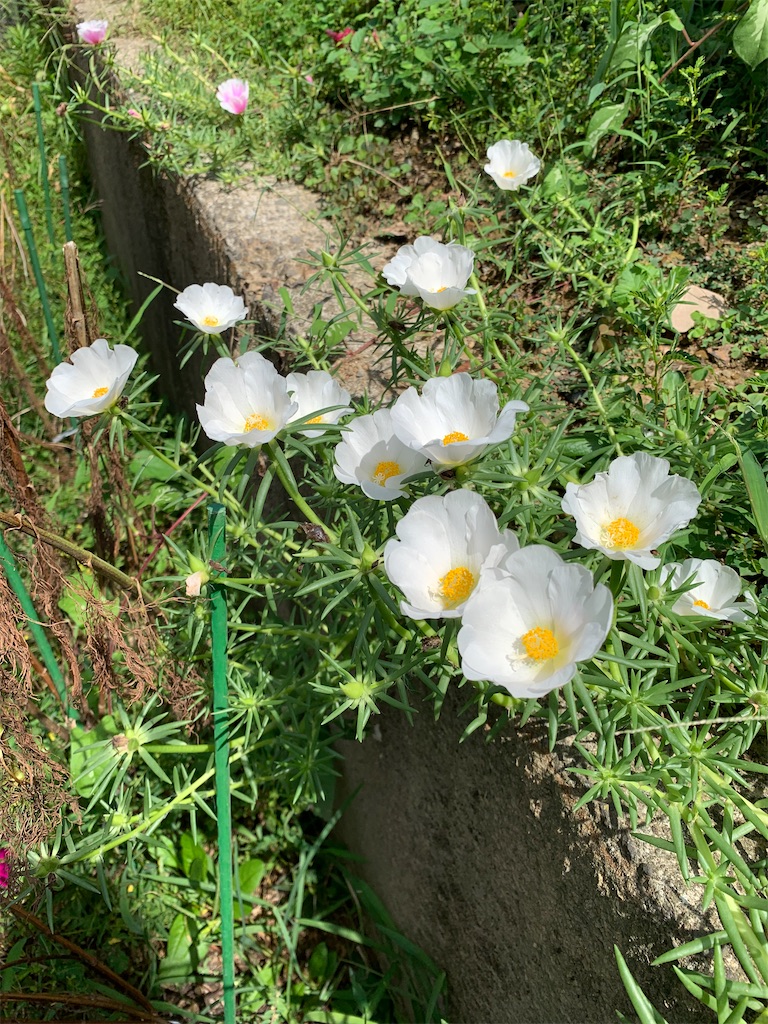 f:id:kyoko316:20240929173601j:image