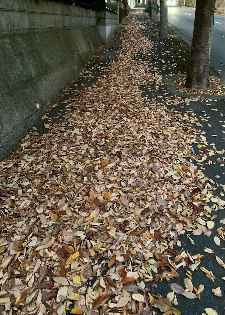 f:id:kyoko316:20241221223328j:image
