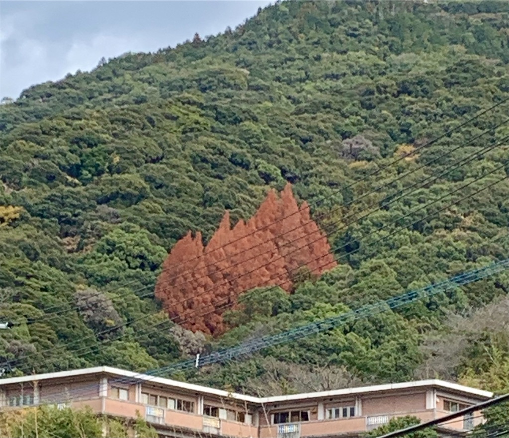 f:id:kyoko316:20241231210839j:image