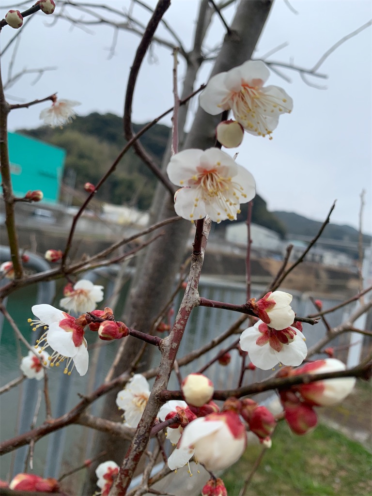 f:id:kyoko316:20250228213459j:image
