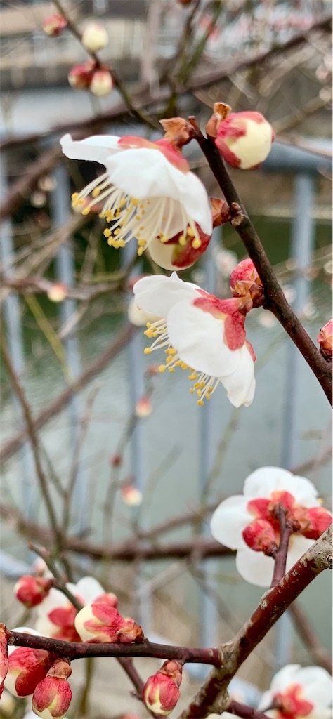 f:id:kyoko316:20250228213511j:image
