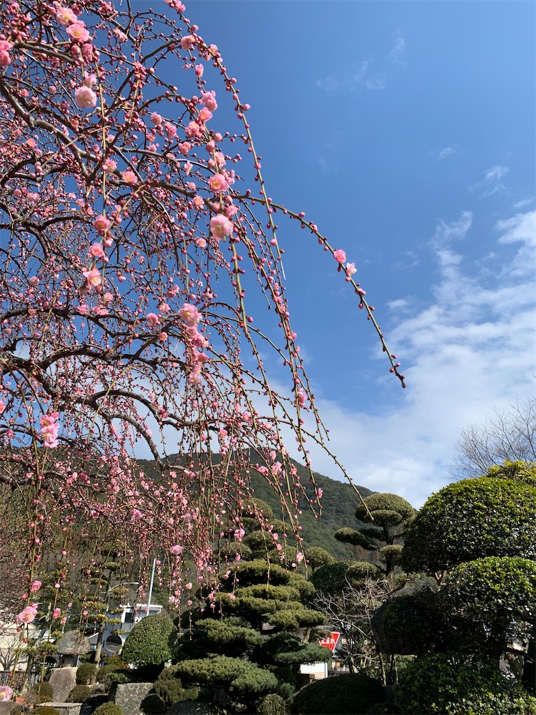 f:id:kyoko316:20250301185017j:image