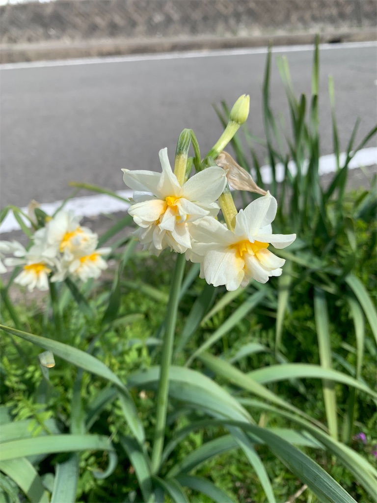 f:id:kyoko316:20250301185438j:image