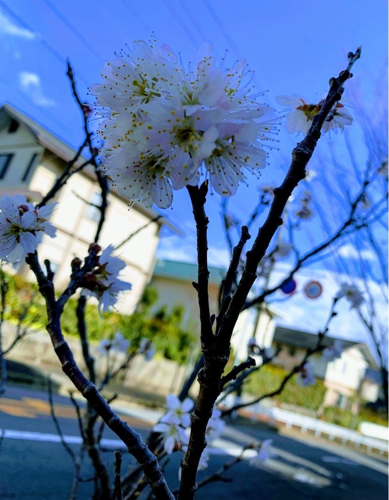 f:id:kyoko316:20250315215459j:image