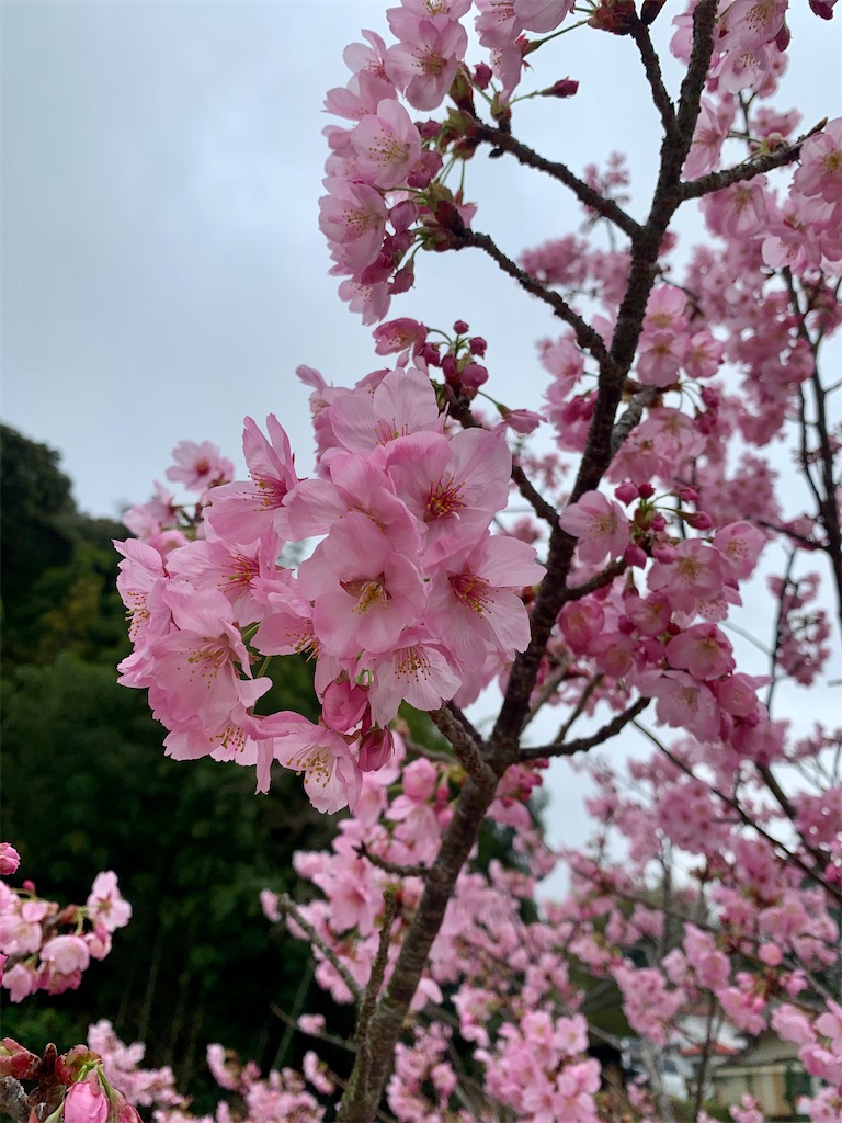 f:id:kyoko316:20250327143748j:image