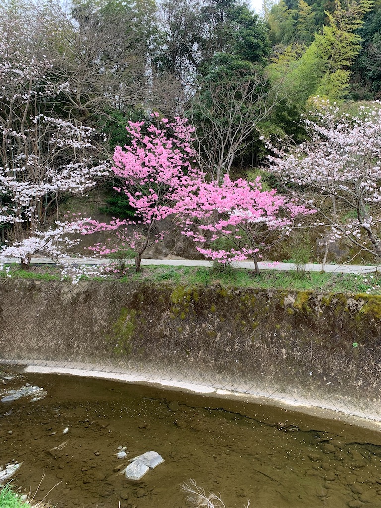 f:id:kyoko316:20250327144745j:image