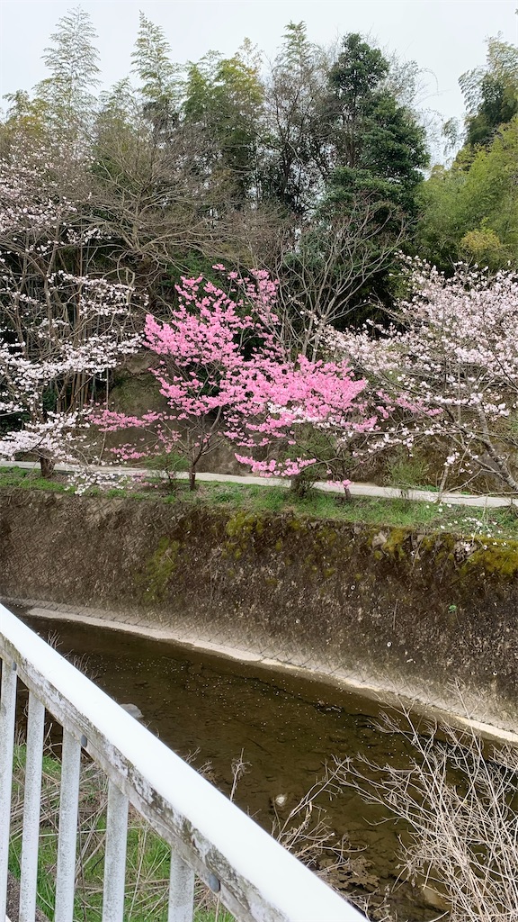 f:id:kyoko316:20250327154232j:image