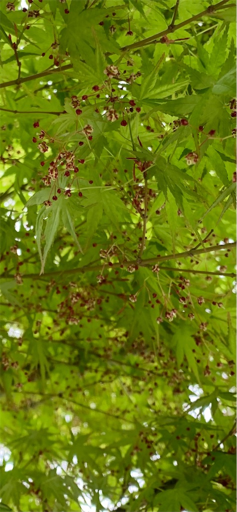 f:id:kyoko316:20250412234029j:image