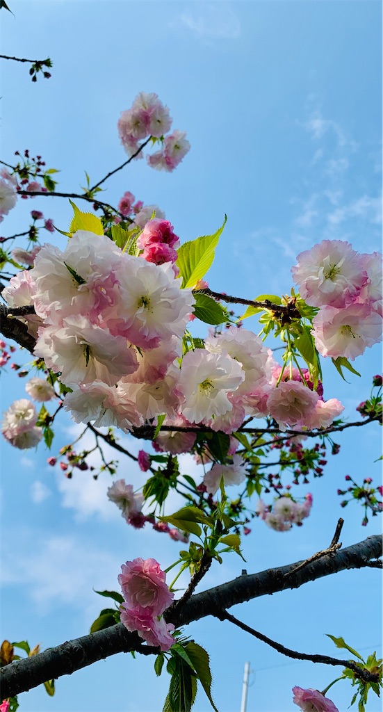 f:id:kyoko316:20250419234224j:image
