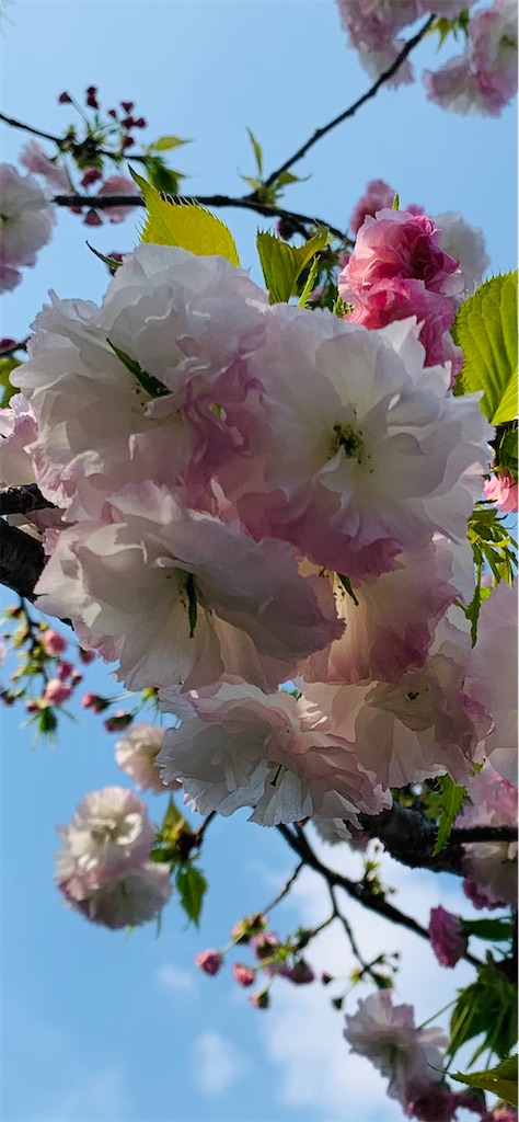 f:id:kyoko316:20250419234247j:image